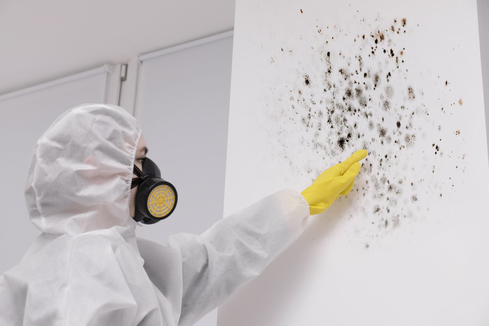 Certified inspector examining black mold growth on a wall